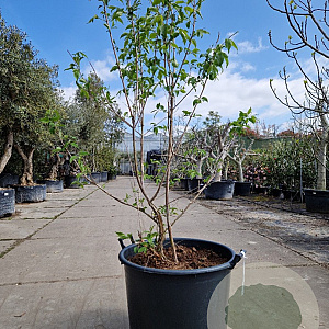 Heptacodium miconioides 150-175 cm container meerstammig