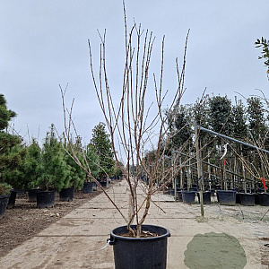 Heptacodium miconioides 150-175 cm container meerstammig