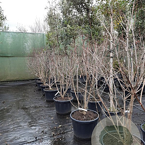 Heptacodium miconioides 175-200 cm container meerstammig