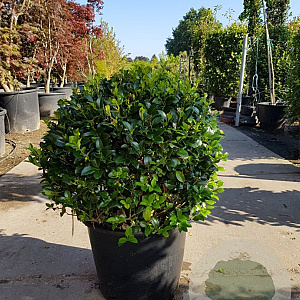Ilex meserv. 'Heckenstar' 70 cm container bol