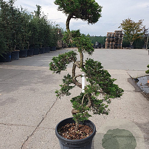 Juniperus pf. 'Starlight' 120-140 cm container paraplu