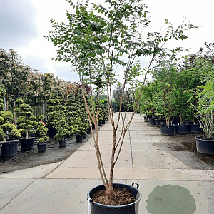 Koelreuteria paniculata 200-250 cm container meerstammig extra