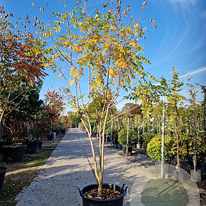 Koelreuteria paniculata 200-250 cm container meerstammig extra