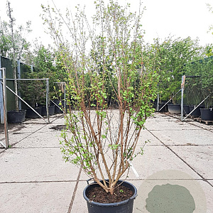 Lagerstroemia Dynabite 175-200 cm container meerstammig