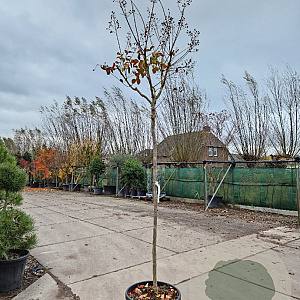 Lagerstroemia indica 180 cm stam 45L 8-10