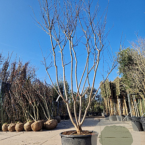 Lagerstroemia indica 350-400 cm container meerstammig