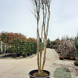 Lagerstroemia indica 400-450 cm container meerstammig