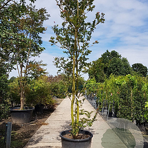 Lagerstroemia indica 400-450 cm container meerstammig