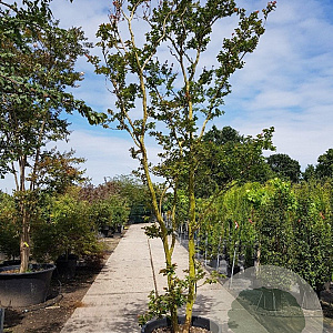 Lagerstroemia indica 450-500 cm container meerstammig