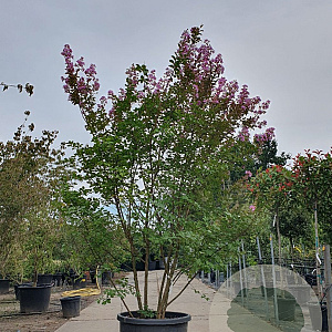 Lagerstroemia i. 'Rosea Nova' 200-250 cm container meerstammig extra