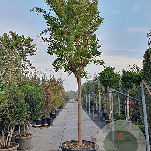 Lagerstroemia 'Natchez' 180 cm stam container 25-30