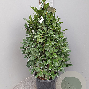 Laurus nobilis 100-110 cm 15L piramide