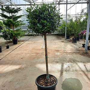 Laurus nobilis 80 cm stam container bol 50-60