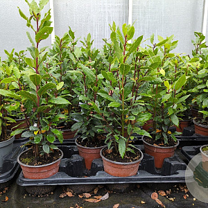 Laurus nobilis P14
