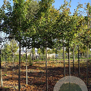 Acer campestre 'Elsrijk' 14-16 HO draadkluit