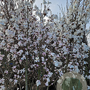 Magnolia loebneri 'Merrill' 250-300 cm container meerstammig