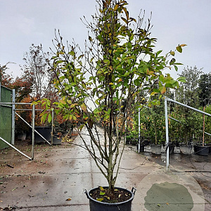 Magnolia 'Wada's Memory' 250-300 cm cont. 95L