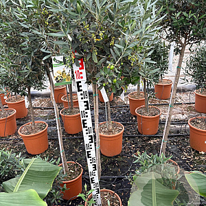 Olea europaea 150 cm stam 9L