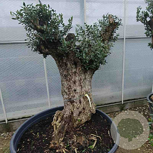 Olea europaea 50 cm container 100-125