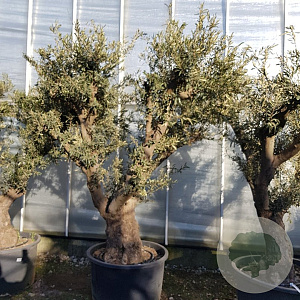 Olea europaea 50 cm container 100-125 vertakt