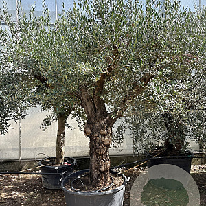 Olea europaea 80 cm stam container 80 stam 120x120 scherm