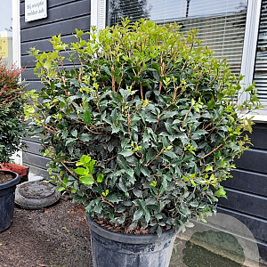 Osmanthus heterophyllus 100 cm container bol