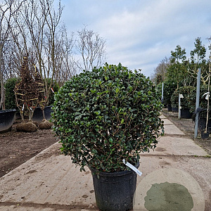 Osmanthus heterophyllus 100 cm container bol