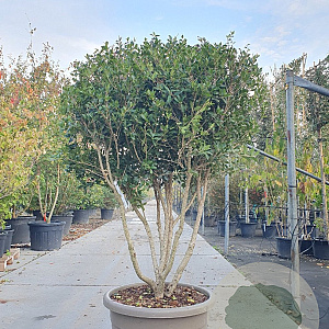 Osmanthus heterophyllus 150-175 cm cont. 95L paraplu