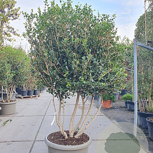 Osmanthus heterophyllus 175-200 cm cont. 95L