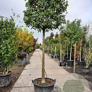 Osmanthus heterophyllus 180 cm stam container 20-25