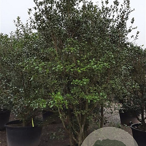 Osmanthus heterophyllus 200-250 cm container solitair