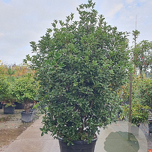 Osmanthus heterophyllus 200-250 cm container solitair