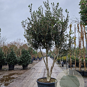 Osmanthus heterophyllus 250-300 cm container meerstammig opgekroond