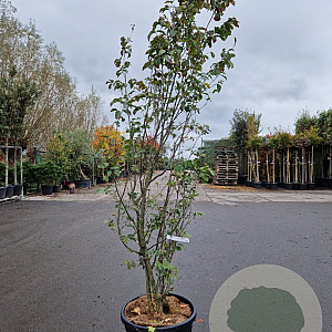 Parrotia persica Persian Spire 200-250 cm cont. 70L