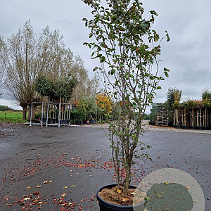 Parrotia persica Persian Spire 200-250 cm cont. 70L
