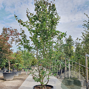 Parrotia persica 'Vanessa' 300-350 cm container extra