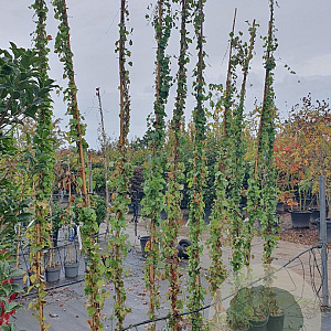Parthenocissus tr. 'Veitchii' 250-300 cm 7,5L