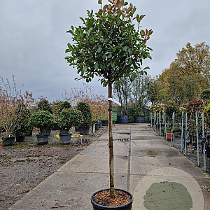 Photinia fraseri 'Red Robin' 120 cm stam container bol 50-60