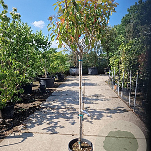 Photinia fraseri 'Red Robin' 120 cm stam container bol