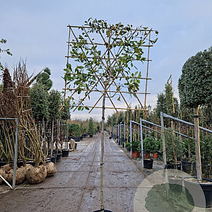 Photinia fraseri 'Red Robin' 170 cm stam container 12-14