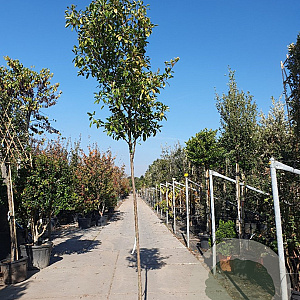 Photinia fraseri 'Red Robin' 180 cm stam 35L 12-14