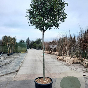 Photinia fraseri 'Red Robin' 180 cm stam container 18-20 leiboom