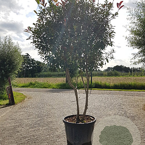 Photinia fraseri 'Red Robin' 200-250 cm container 80 stam
