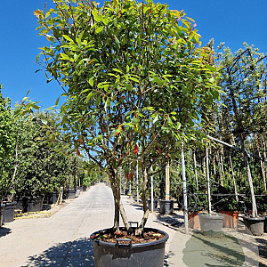 Photinia fraseri 'Red Robin' 200-250 cm container 80 stam