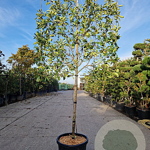 Photinia fraseri 'Red Robin' 90 cm stam container 12-14 Lei 130-120