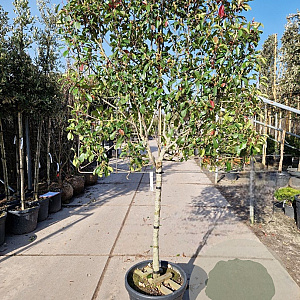Photinia fraseri 'Red Robin' 90 cm stam container 12-14 Lei 130-120
