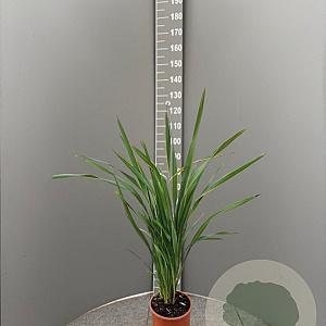 Phormium tenax 80-100 cm 10L