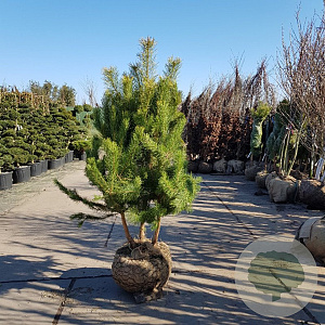 Pinus sylvestris 150-175 cm container meerstammig