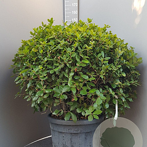 Quercus ilex 100 cm container bol