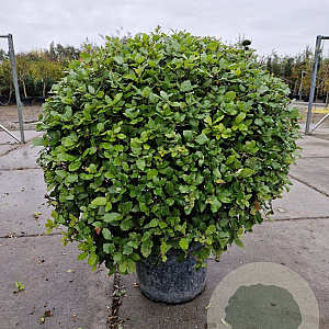 Quercus ilex 100 cm container bol